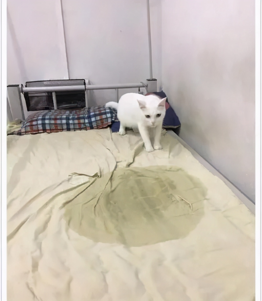 为什么现在年轻人喜欢养猫,当代年轻人不养孩子养猫