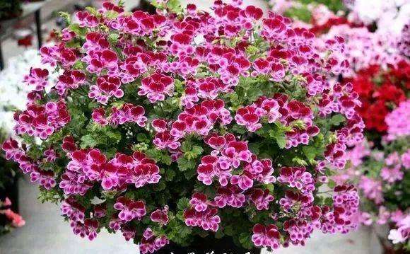 最好扦插的20种花,春天扦插就能活的5种花卉