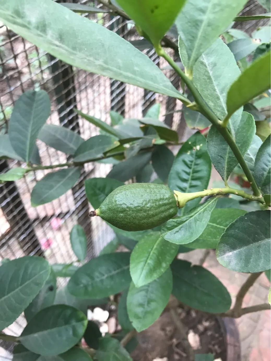 柠檬日记纪录片,柠檬日记的视频