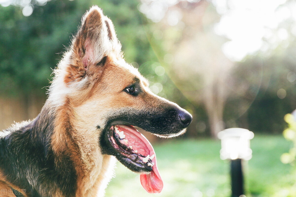 5大饲养禁忌,养犬的100个常见问题