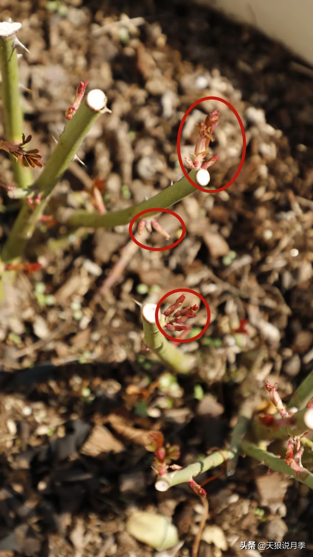 月季怎么抹芽最好,月季的抹芽方法
