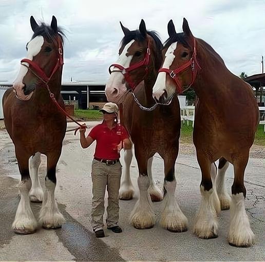 日本二战时候哪来的那么多军马,二战时期日本最强精锐