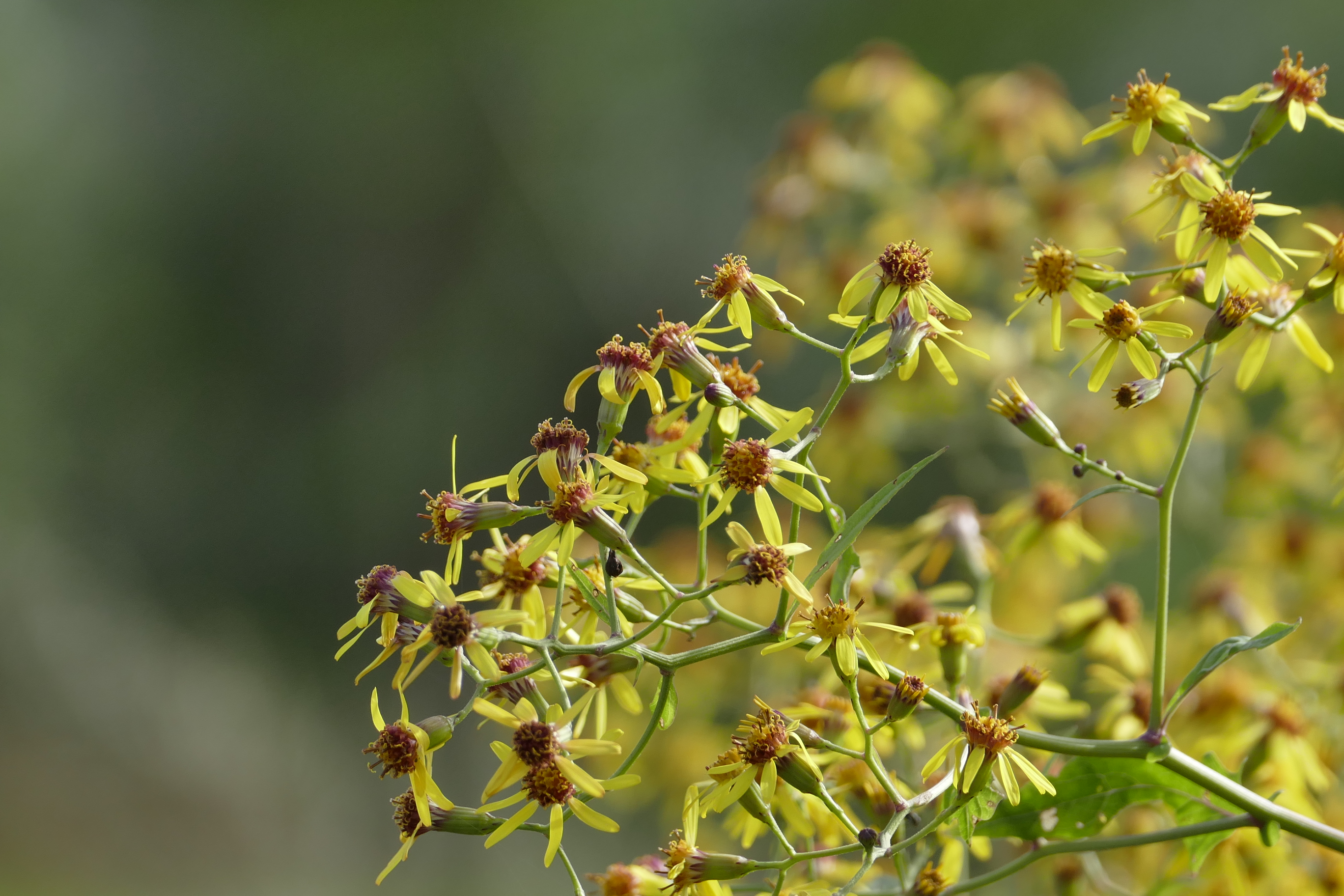 眼科良方书,眼科专用中草药
