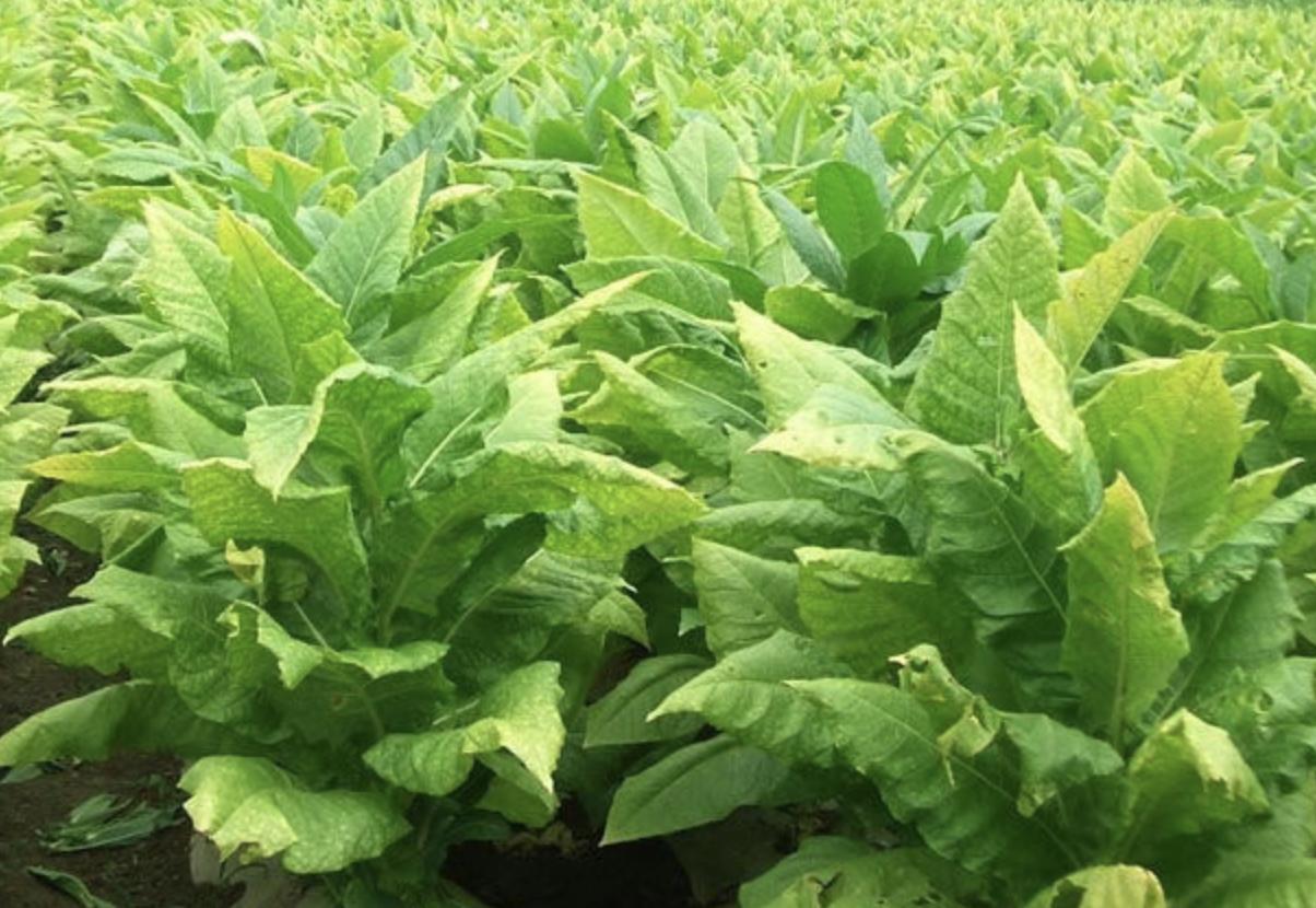 小猪说烟斗27：烟斗*草烟**-*草烟**主要原料