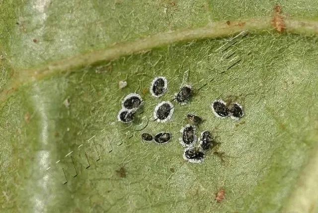 柑橘病虫害最新防治技术,柑橘病虫害详解视频教程