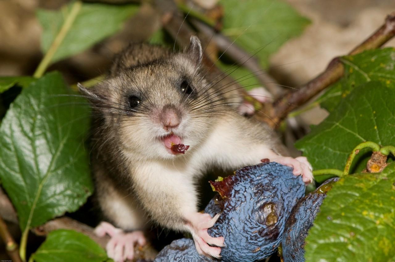 盘点那些比你想象中还可爱的动物,你可能从未听说过的六种可爱动物