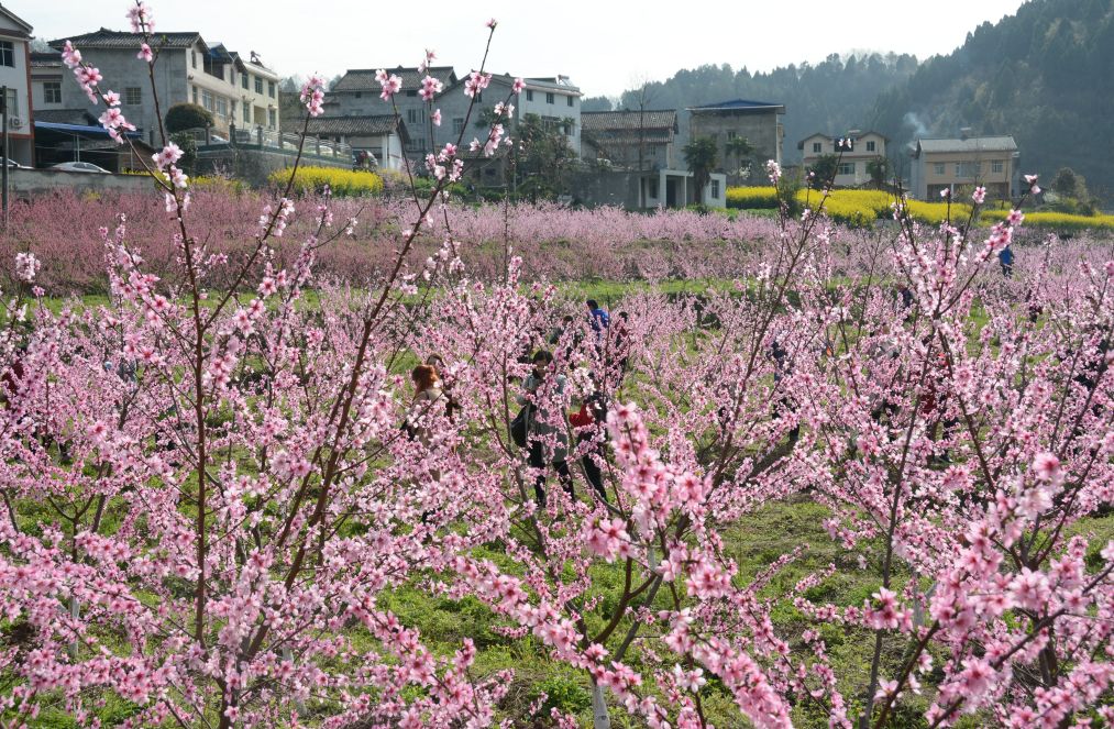 阳春3月桃花与油菜花交相辉映,三月的油菜花和樱花好看吗