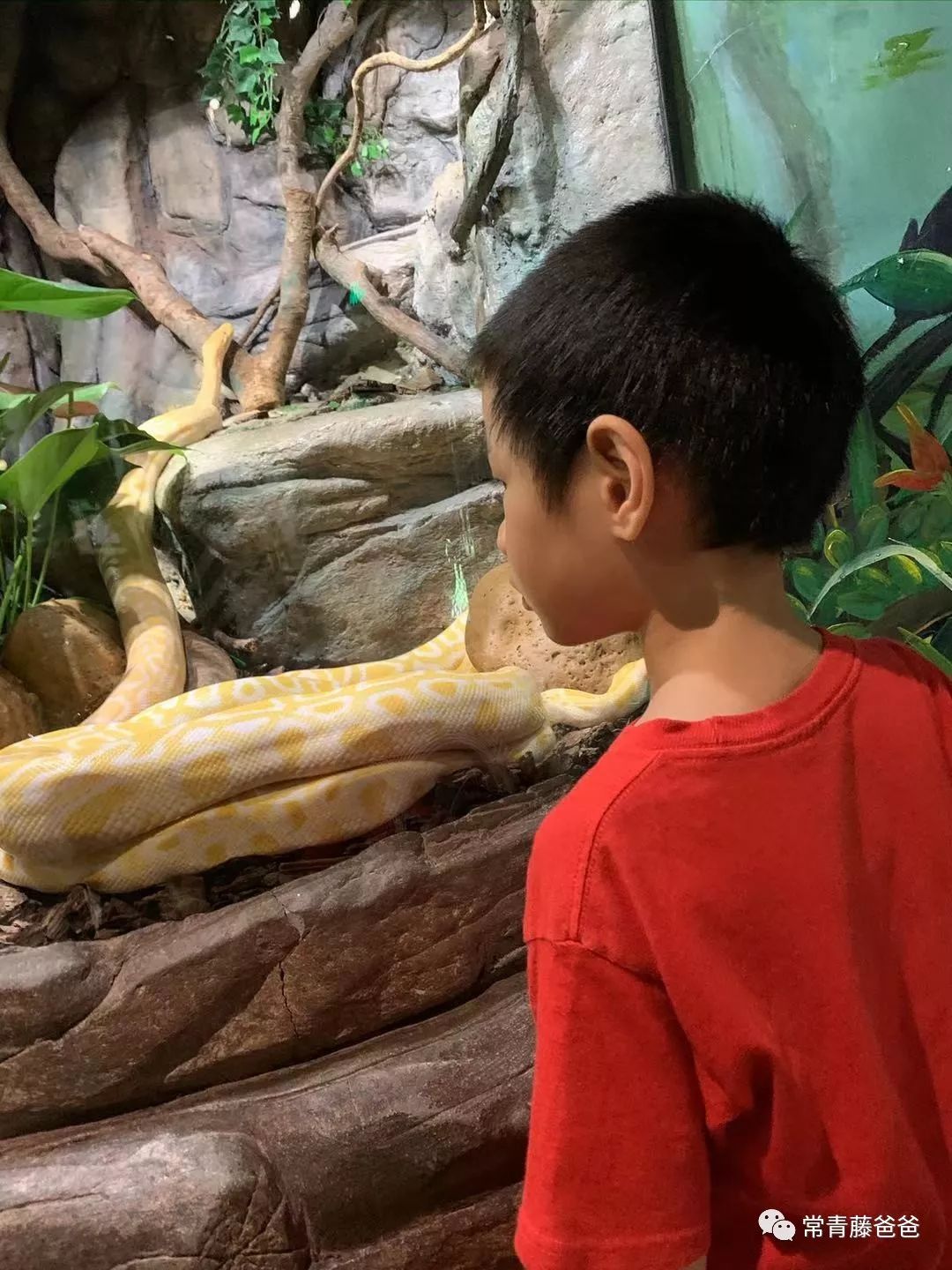 过年去珠海长隆海洋王国游玩攻略,广州长隆欢乐世界带娃一日游攻略