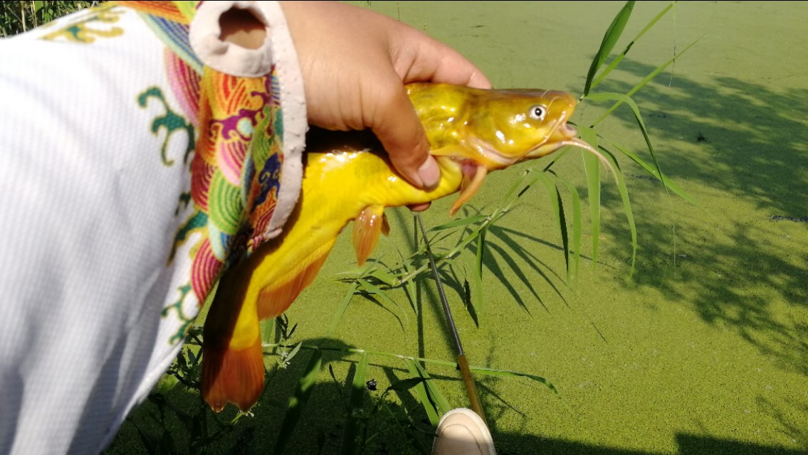 如何正确的选择浮漂的吃铅量,同样吃铅量的浮漂长短怎么选