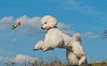 11个缩短你寿命的习惯,贵宾犬吃什么能延长寿命