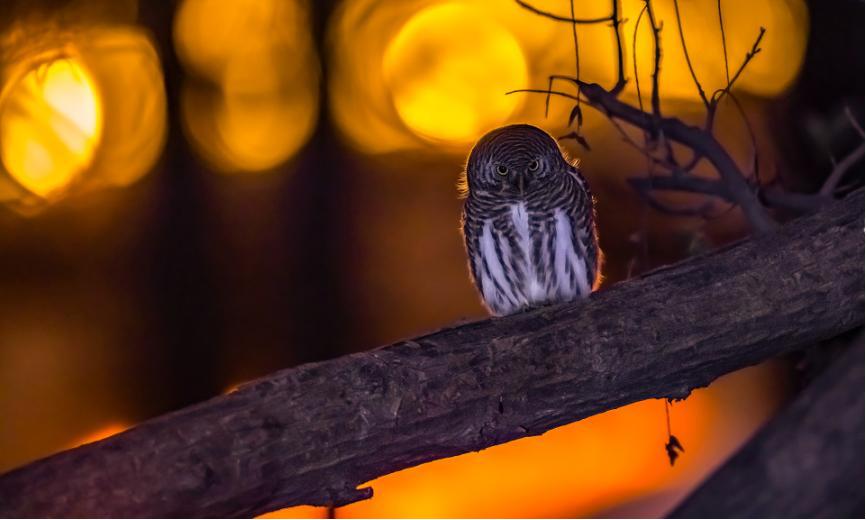 佳能eos鸟眼对焦,佳能拍飞鸟对焦最佳方法