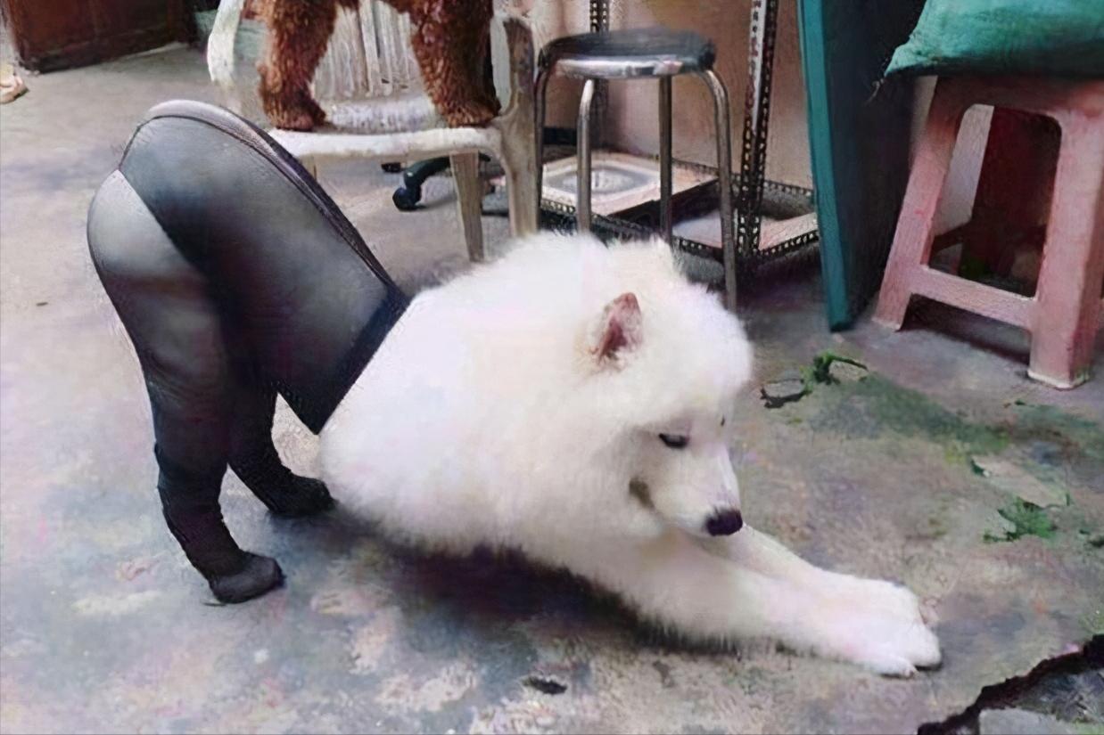 狗狗伸懒腰发出猪叫声怎么回事,泰迪狗狗经常伸懒腰是怎么回事