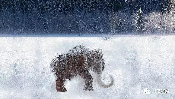 如何去俄罗斯挖猛犸象 (俄罗斯猛犸象)