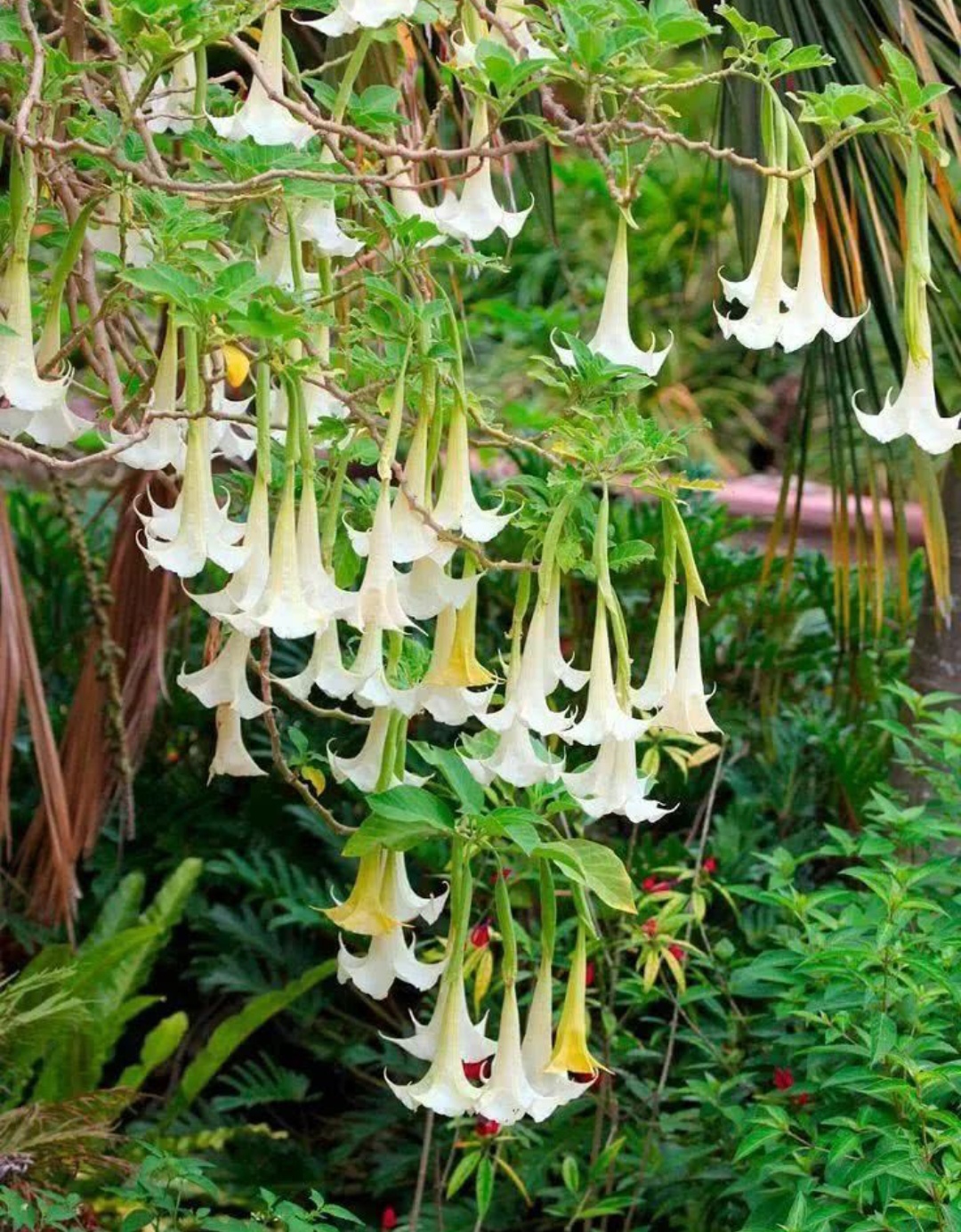 鎴峰涓嶈兘瑙︾鐨勬瘨鑺辨湁鍝簺,鍝簺姣掕姳涓嶈兘瑙︾