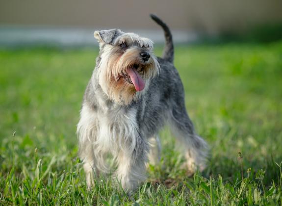 犬黄疸病怎么治疗,犬黄疸肝炎的症状及表现