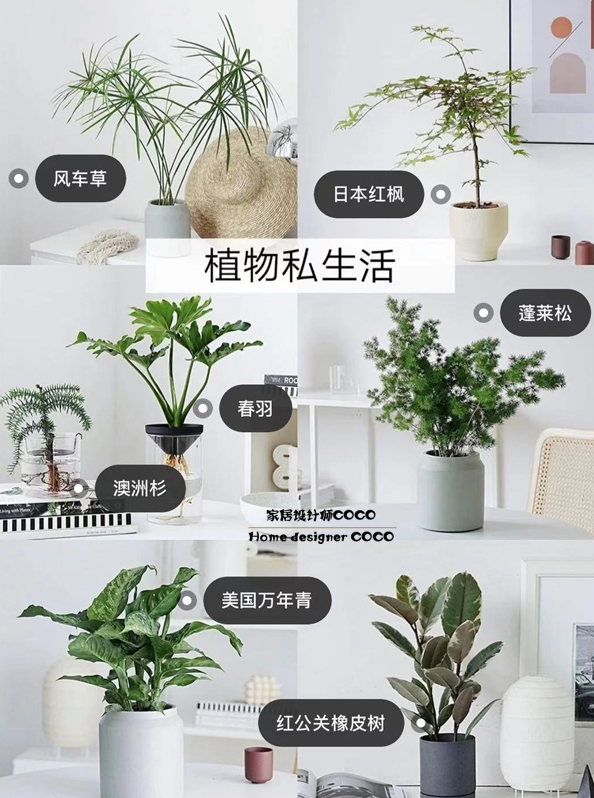 极简风格绿植店铺推荐,适合在卧室养的植物店铺