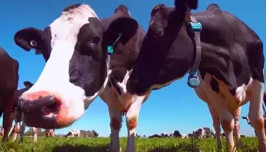 澳洲a2十大放心奶粉排行测评,澳洲无乳糖奶粉排行榜前十名