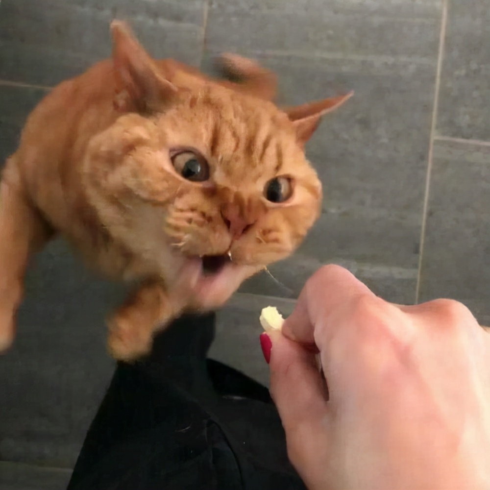 猫咪眼睛流泪有脓性分泌物,猫咪的眼睛发红有分泌物