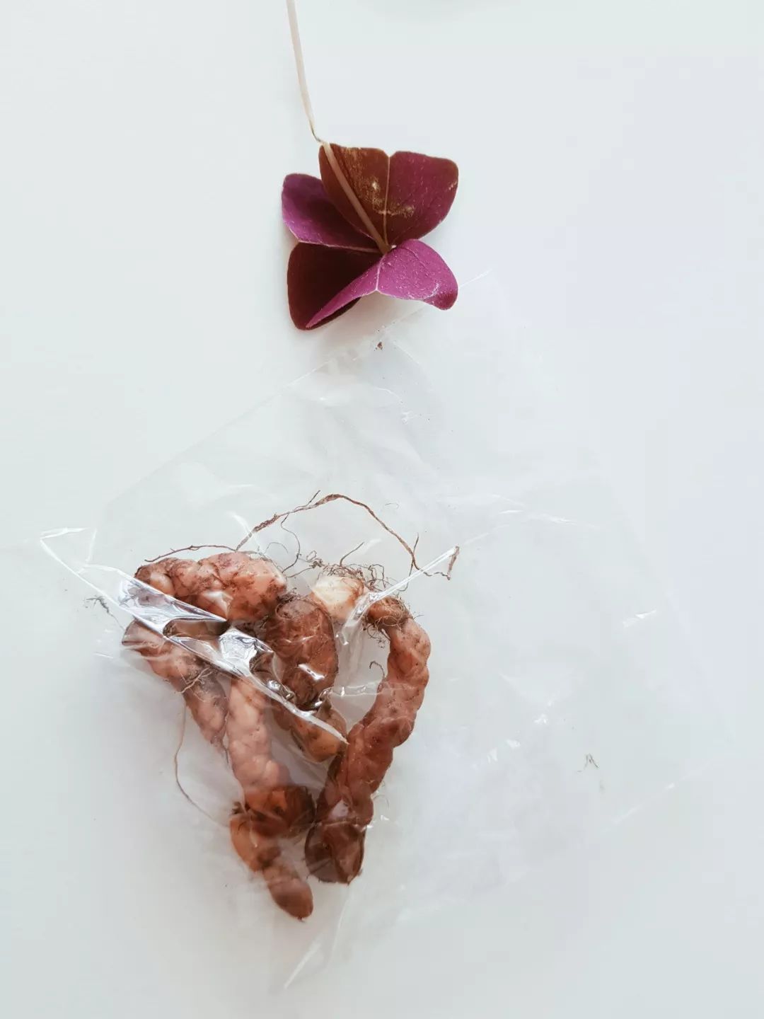 紫色幸运草养殖方法,紫色幸运草冬天怎么养护