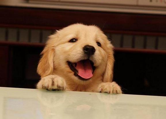 金毛夏天太热了怎么办,夏天金毛热吗