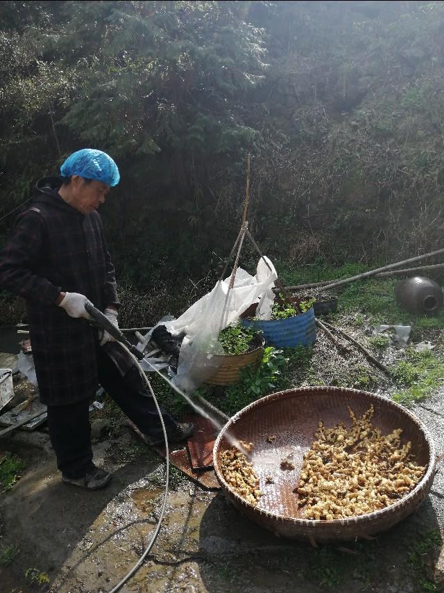 四明山哪里有山黄精,上方山三宝之一黄精