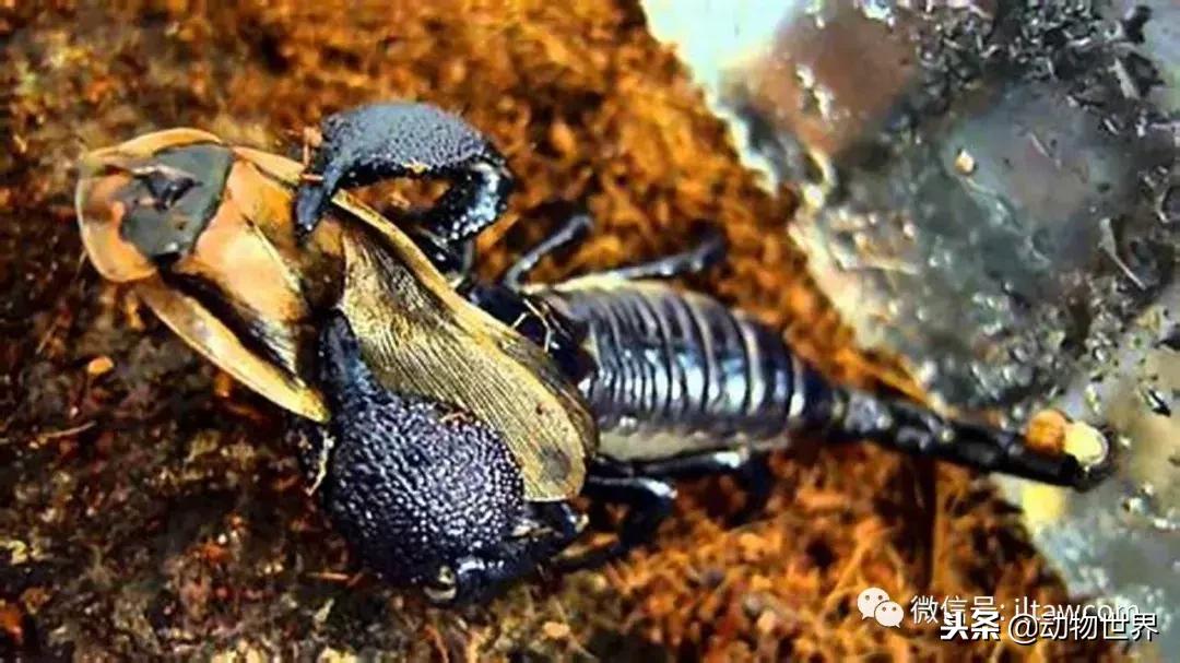 蝎子的全名叫什么,蝎子百科全书