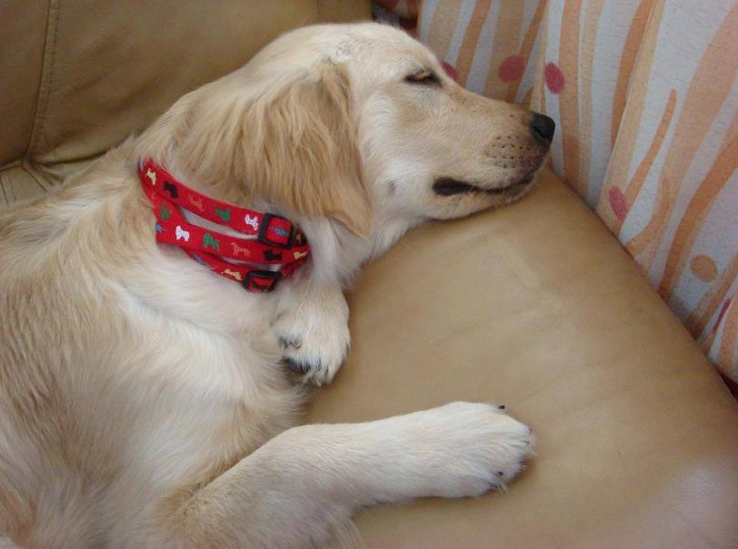 这五种情况下不能洗澡,狗狗不能洗澡但怎么给狗狗清洁