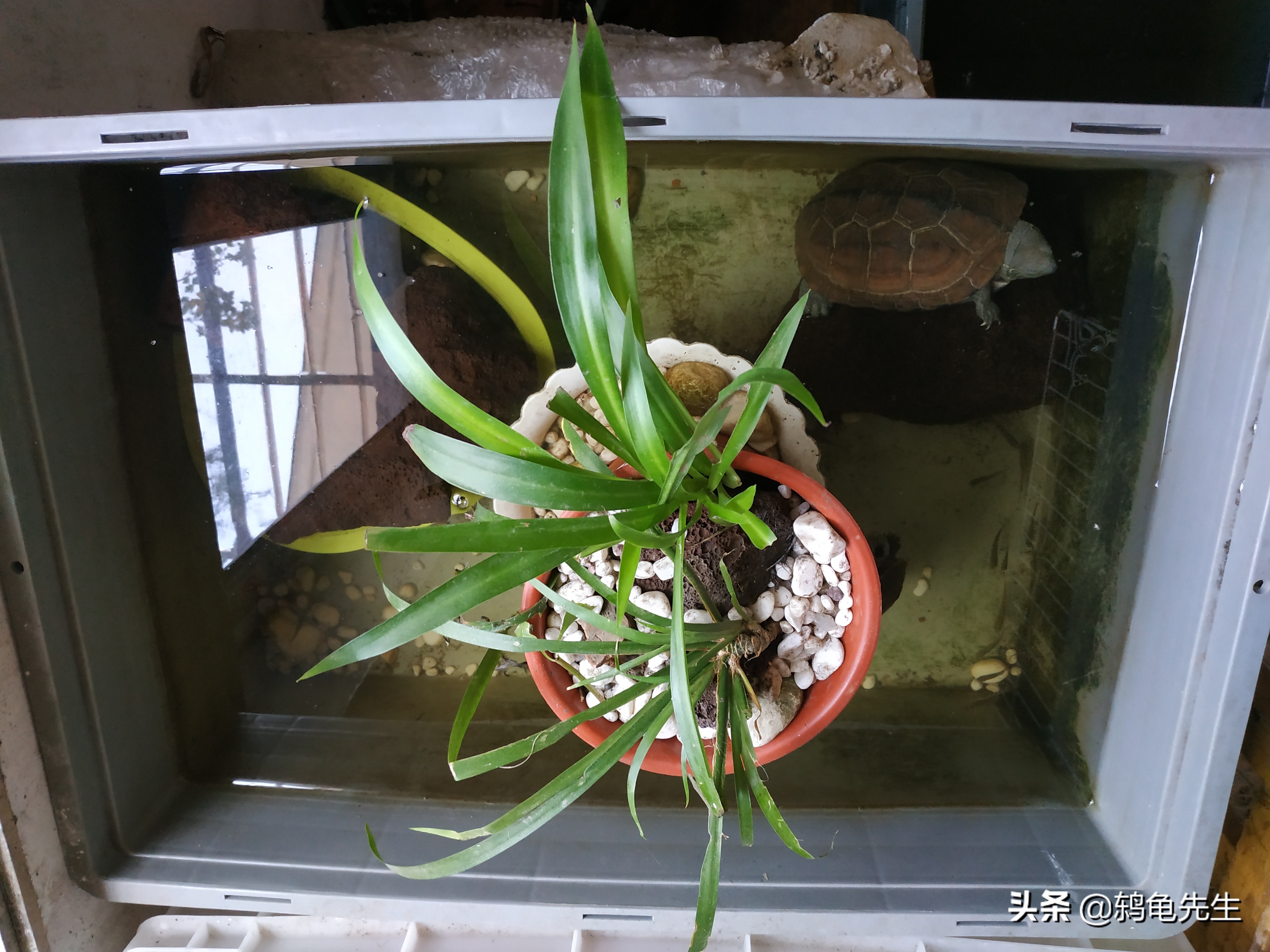 养小乌龟龟缸放多少水,乌龟养在龟缸怎么换水