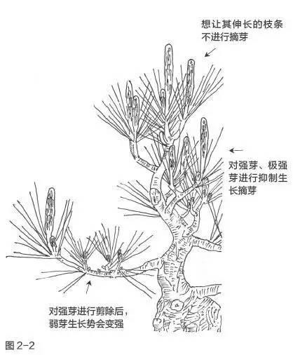黑松树盆景赏析视频 (黑松树的切法图解)