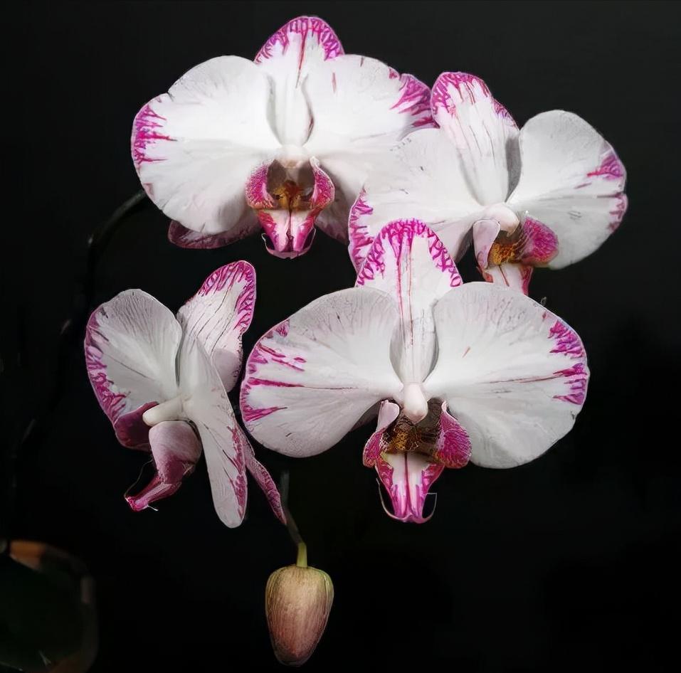 鍏拌姳绉嶇被鍥鹃壌,鐪嬭姦澶磋鲸鍏拌姳绉嶇被