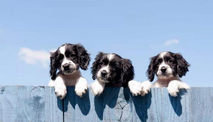 如何挑选一只品相好的罗威纳幼犬,黑色拉布拉多2个月幼犬如何挑选