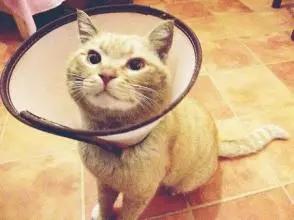 猫咪不小心受伤了该怎么办？这些有效的处理方式铲屎官们一定要看