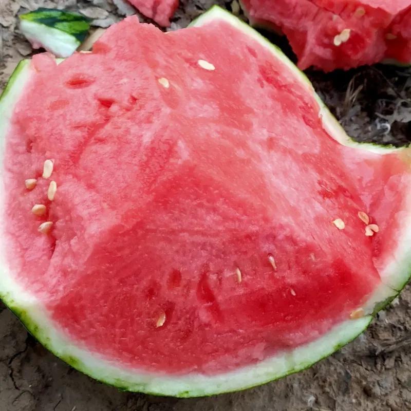 怎么挑选超甜水多的西瓜,如何正确挑选黑美人西瓜