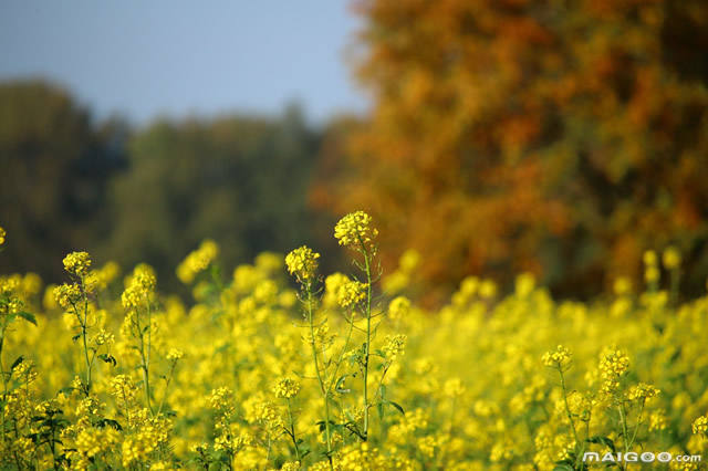 广东多地迎最美赏花季,广东十大热门赏花地