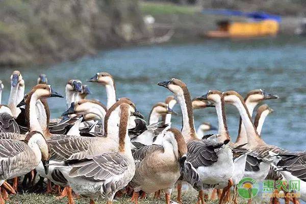 未来农村养殖什么前景好,农村最有前景种养项目