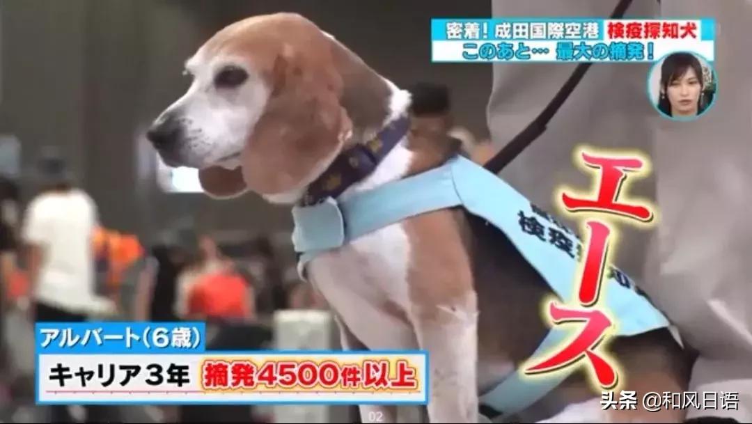 日本海关需要什么条件,从日本带化妆品回国过海关攻略