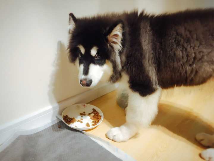 新手养狗阿拉斯加适合吗,阿拉斯加从小到大的饲养方式教程