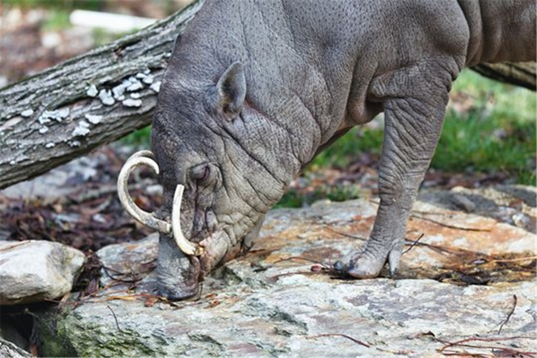 没有天敌会怎样,没有天敌的危害
