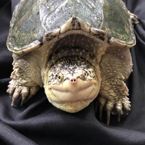 北美鳄算大鳄龟还是算小鳄龟,大鳄龟和北美鳄龟的区别