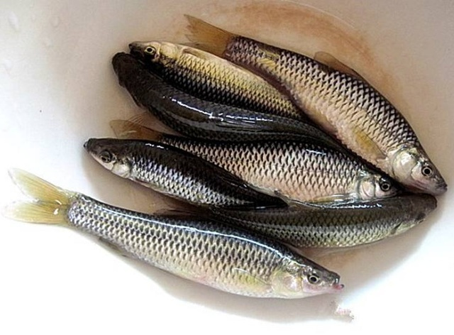 水清鱼少怎么钓鲢鳙,水清不开口怎么钓鱼