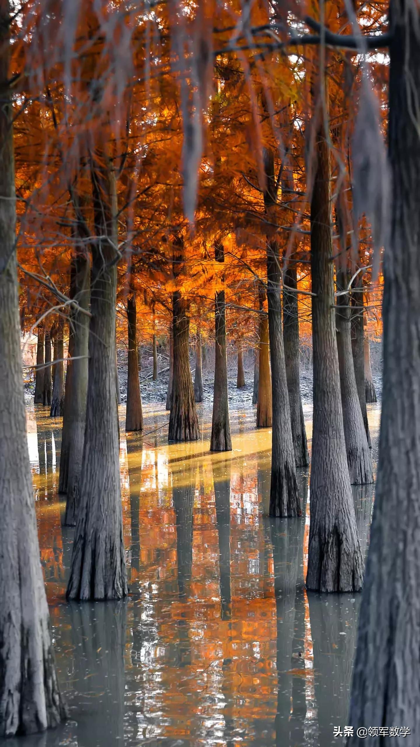 杨海玲,杨海玲讲座全集