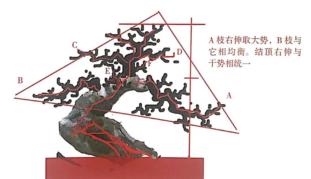 榆树盆景用的榆树是什么品种,小榆树盆景设计100种形态