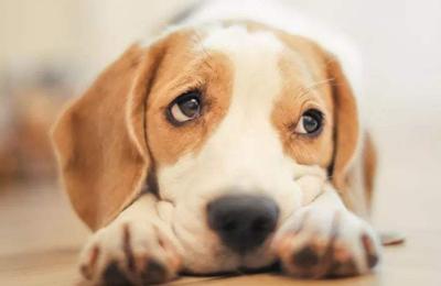 狗狗受伤心情感受,狗狗受伤了怎么办