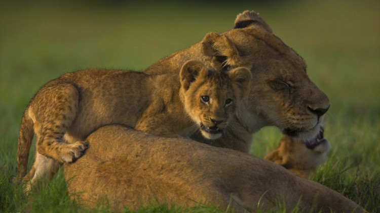 一只老虎和一只狮子打架谁会赢,狮子和老虎打架的故事