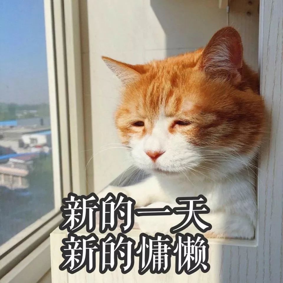 「畅享养宠」猫耳朵热得厉害，是发高烧了吗？
