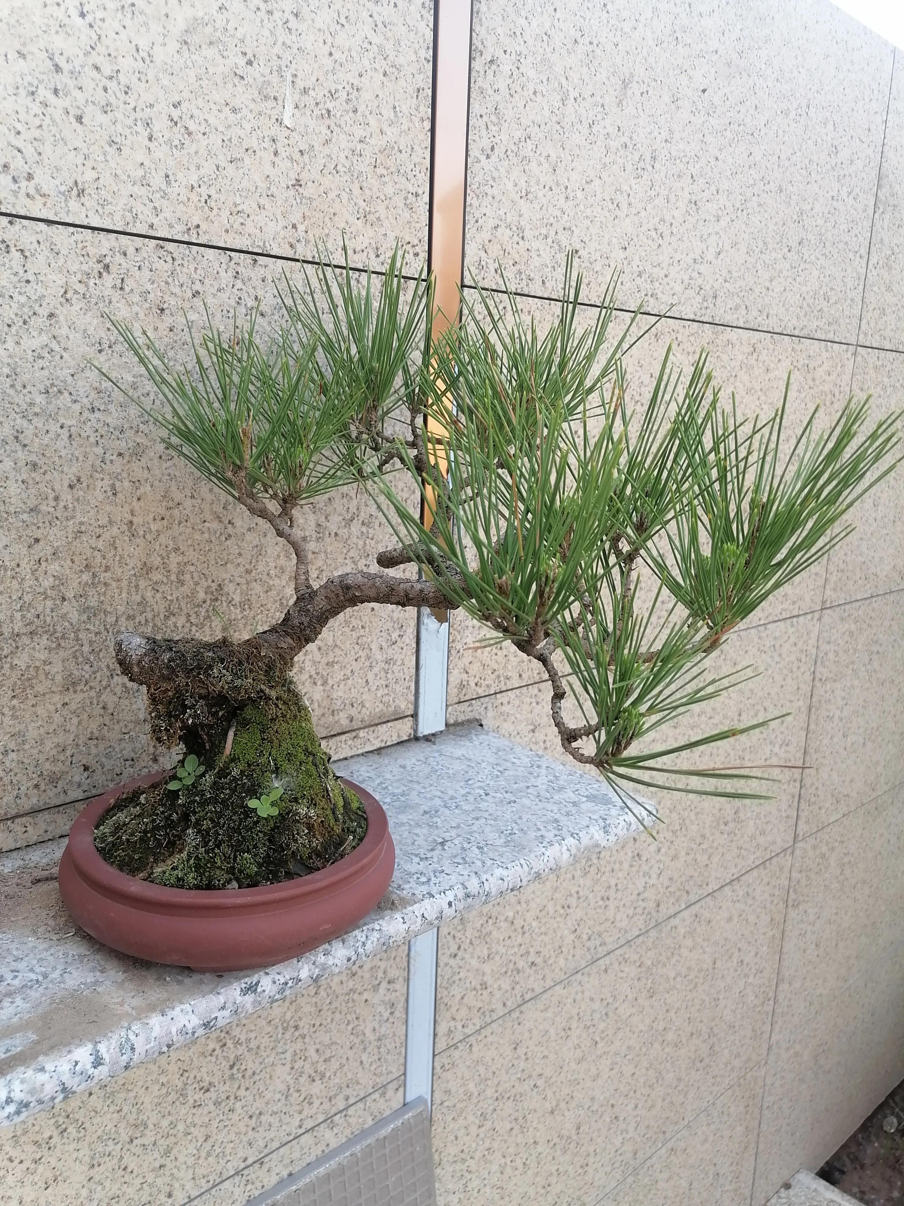 小松子历险记,松树公园历险记