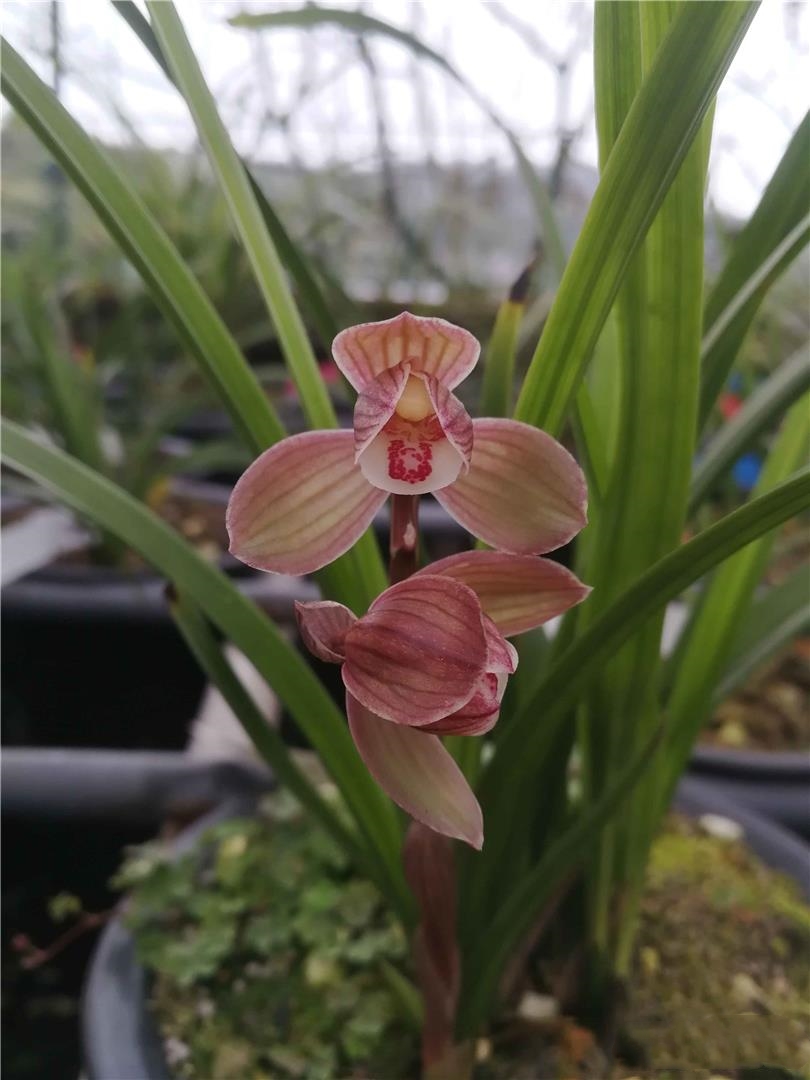 2004年，他偷偷将建房款用于投资天价兰花，老婆知晓后和他离婚