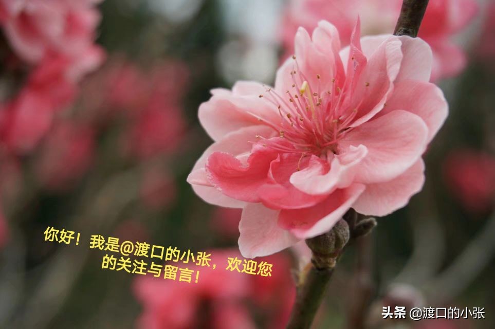 你家有蟑螂吗什么梗,家有蟑螂别害怕教你一招