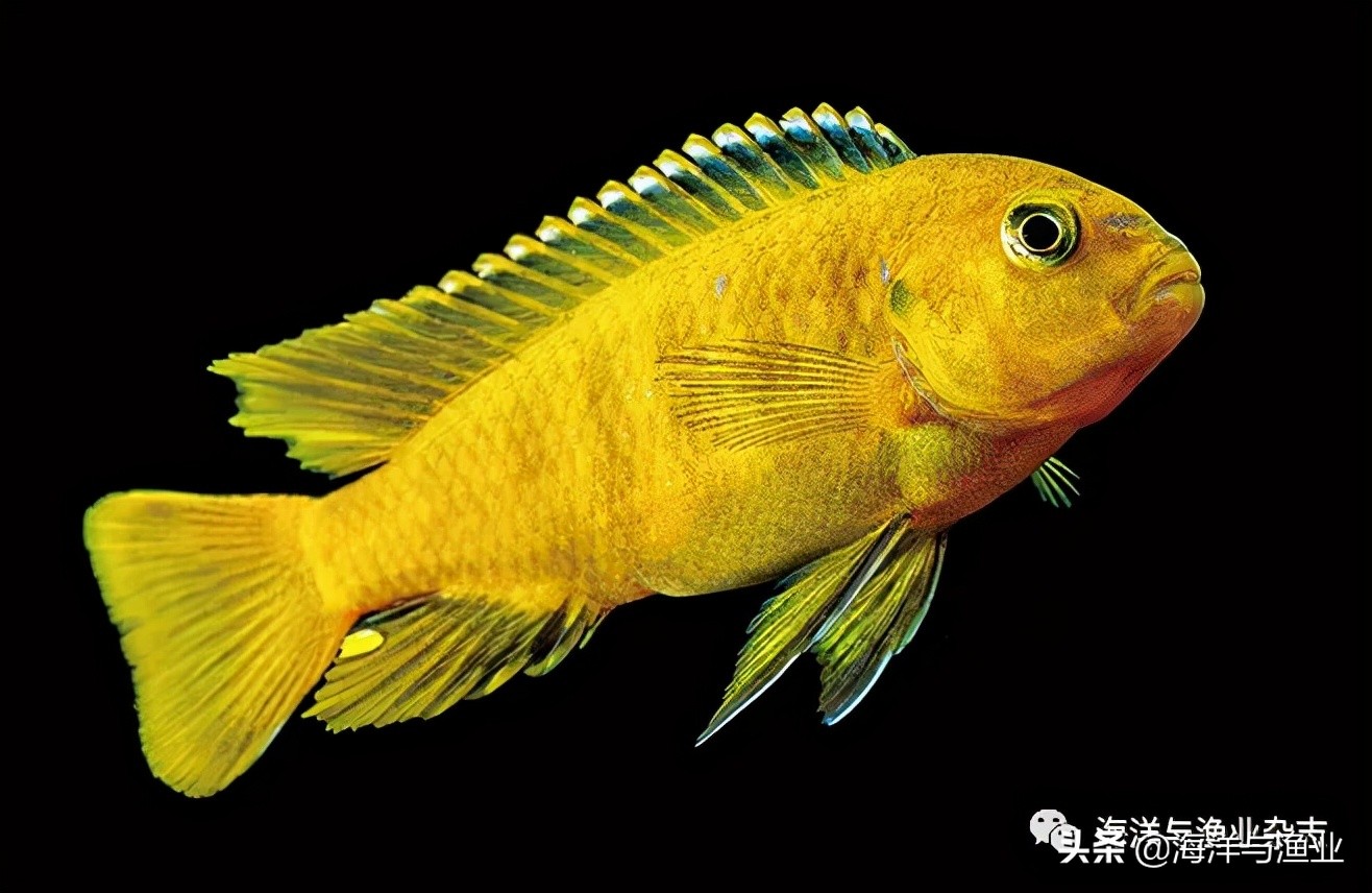 江门海豚公司总经理林震能:不断成长终成行业知名老板