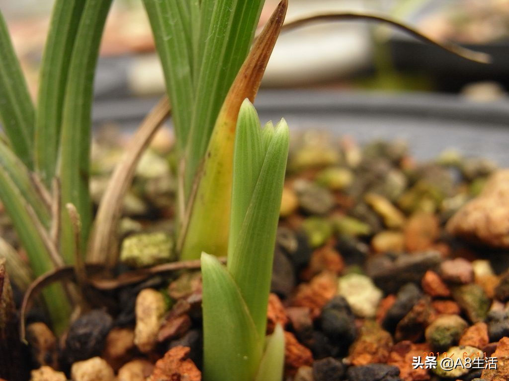 兰花蕙兰十大名品,蕙兰名品大全欣赏